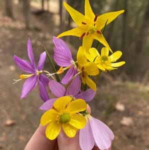 Meet your Posher, Raeann